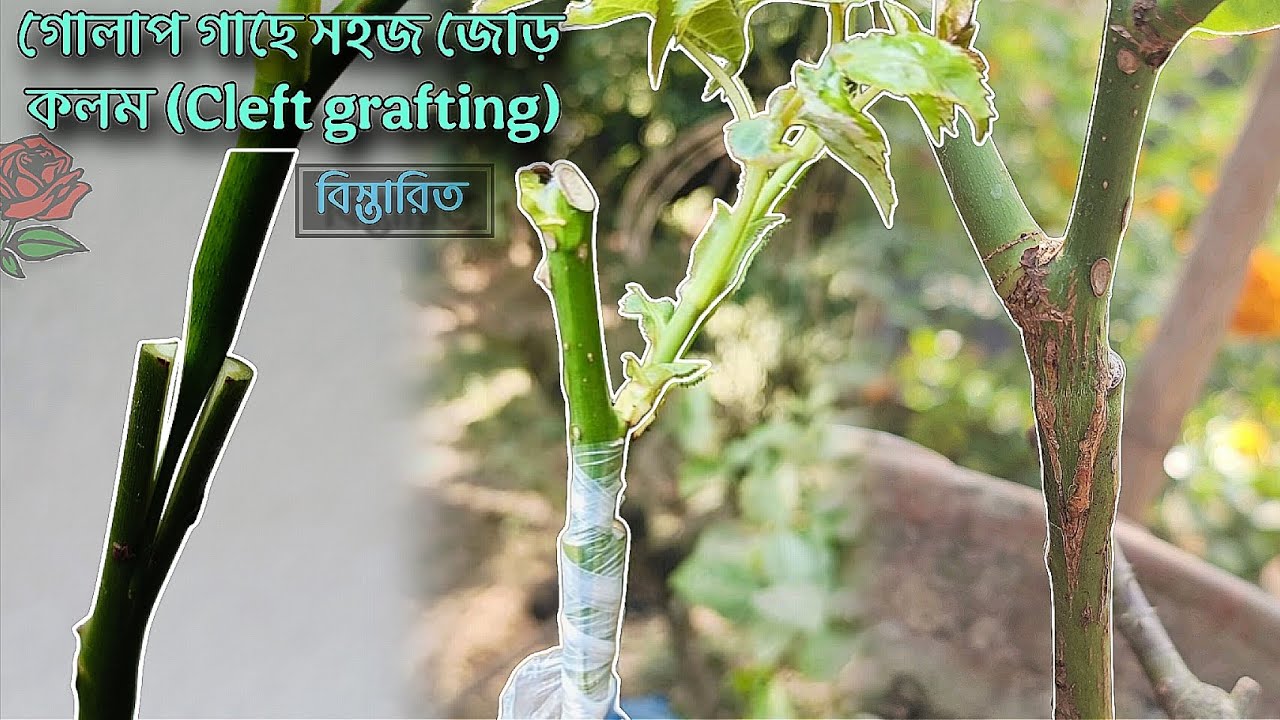 গোলাপ গাছে জোড় কলম (Cleft Grafting) বিস্তারিত। শিখুন এবং ঘরে বসে গোলাপ চারা তৈরি করুন খুব সহজেই।🥀