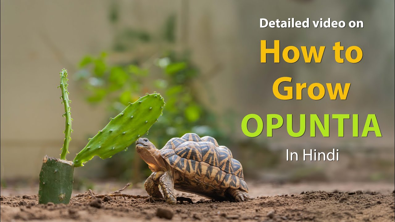 Opuntia - grow tortoise super food at home 