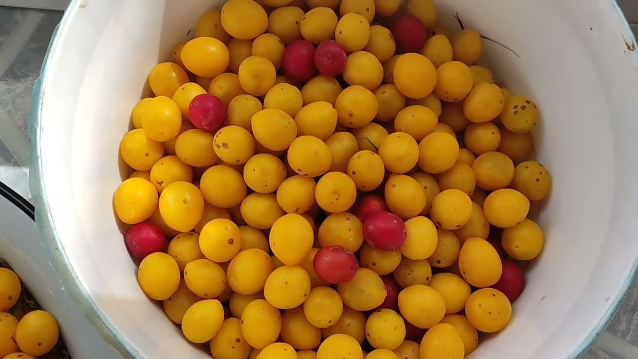 Mirabellen einfach entkernen/ Mirabellen Marmelade schnell gekocht!