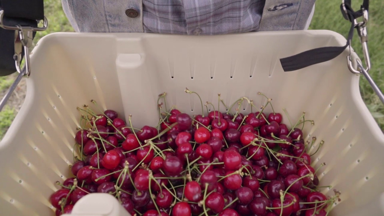 Idaho Cherries