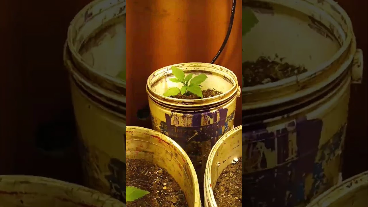 white Window x Jack jerer #420 #weed #autocultivo #indoorplants #canabis_sativa