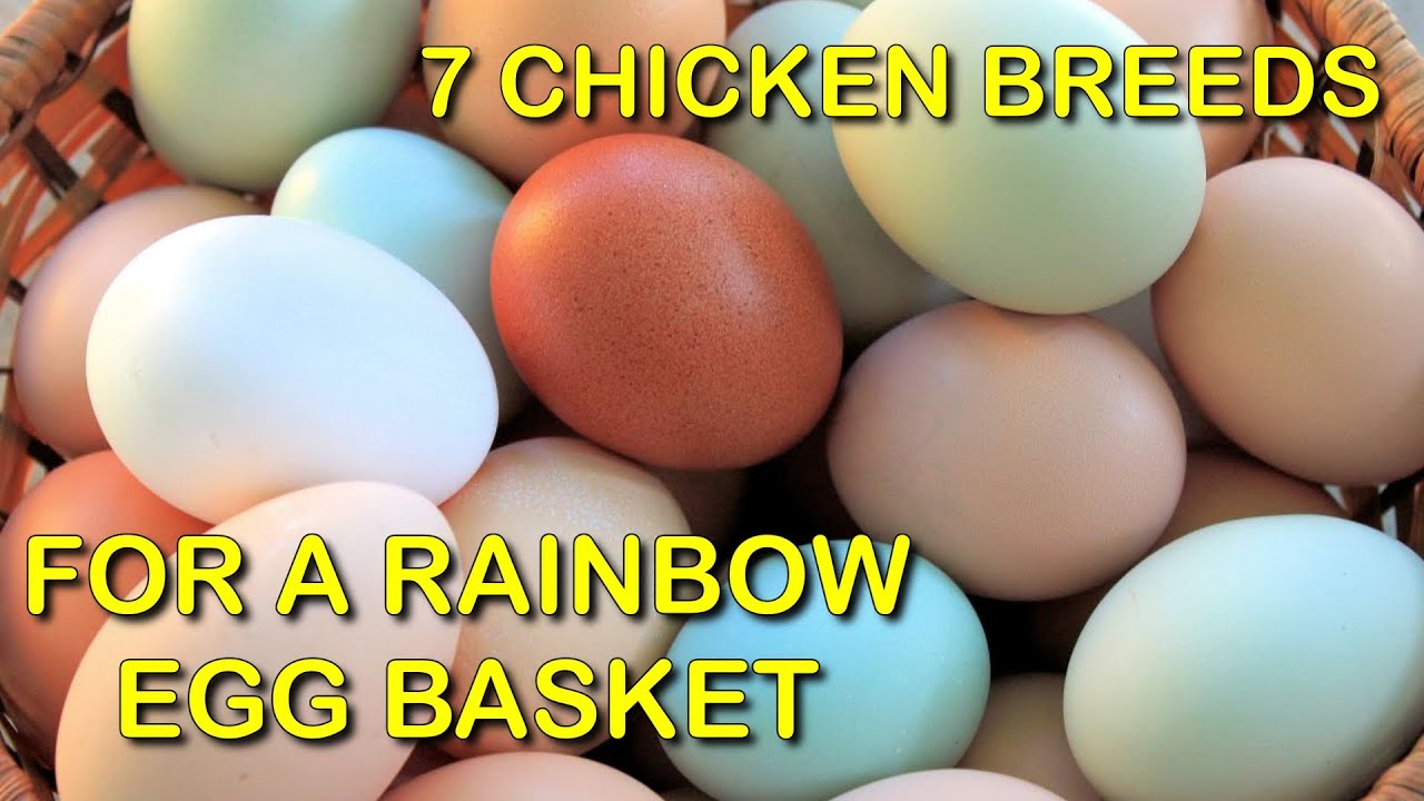 7 Chicken Breeds For A Rainbow Egg Basket | Bonus Video