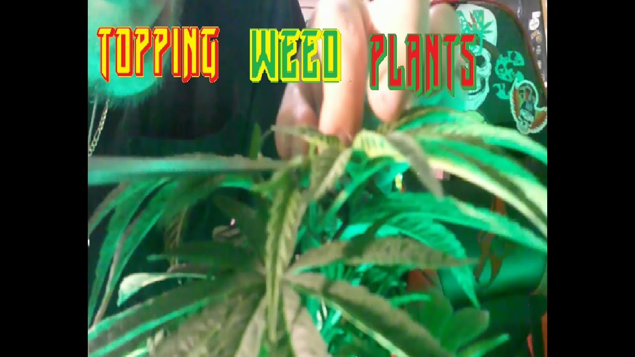 Top/Crop weed plants topping my weed plants and DIY, Mars Hydro