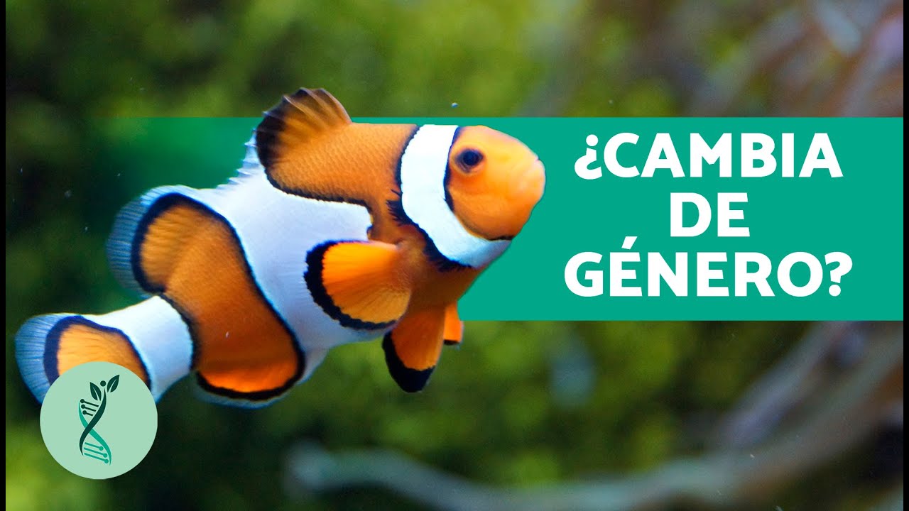 ¿Dónde HABITA el PEZ PAYASO? 🐠 (Alimentación, Reproducción y Amenazas del Pez Payaso)