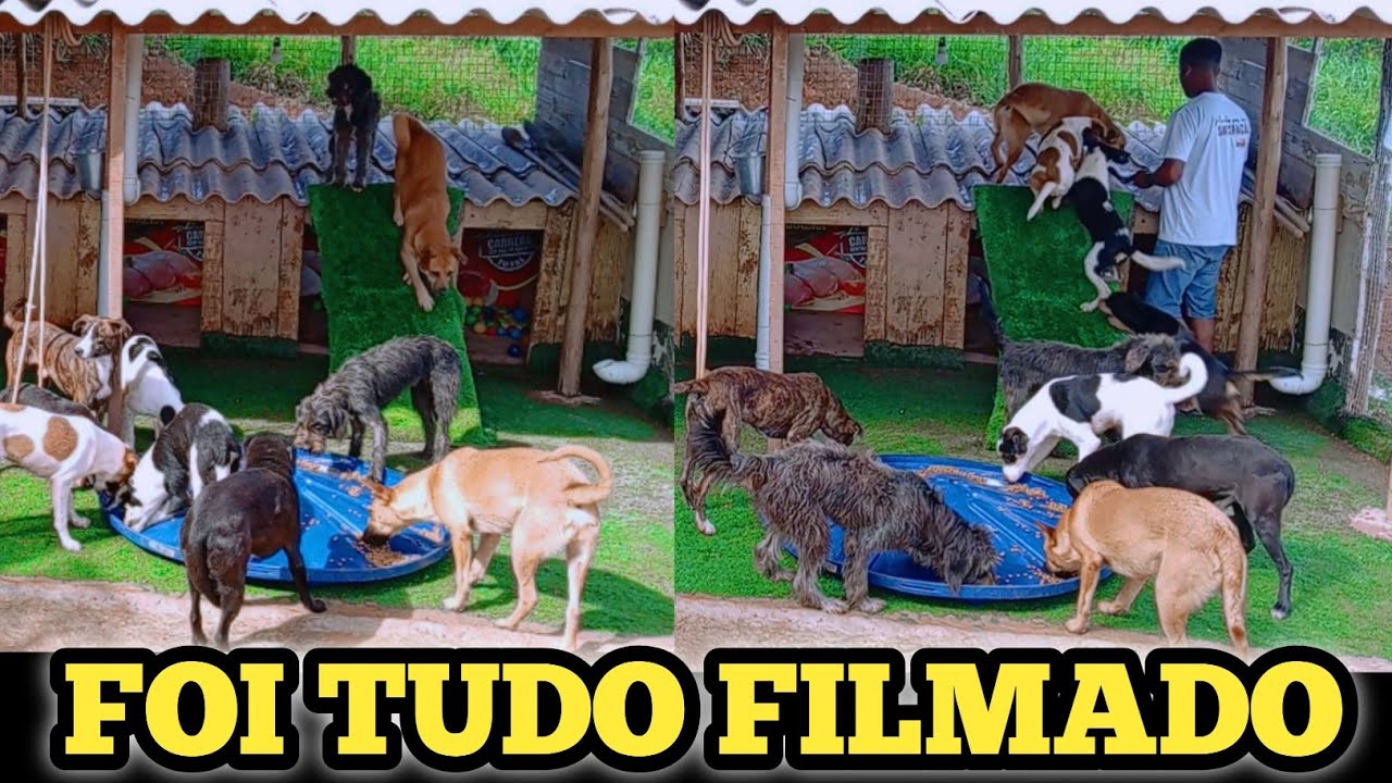 Diversão boa com a cachorrada no cãodominio de luxo #pets #animaisfofos 