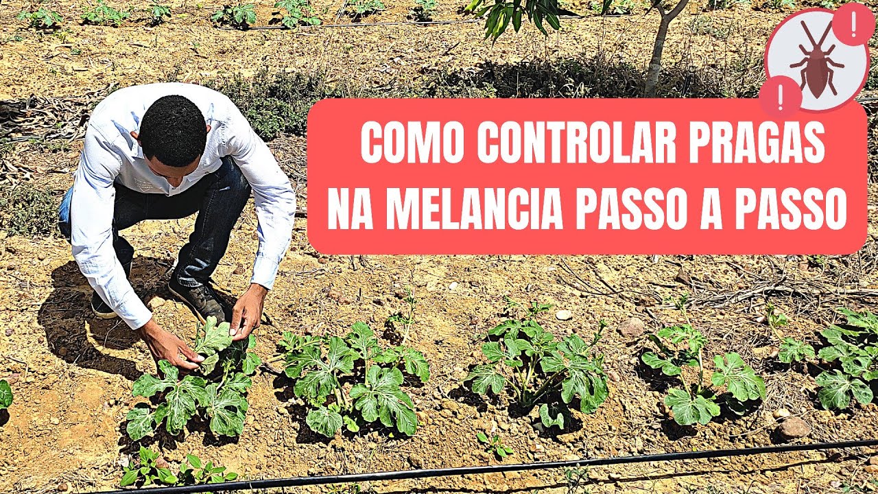 COMO CONTROLAR PRAGAS NA MELANCIA PASSO A PASSO - Com Prof. Caio Santos