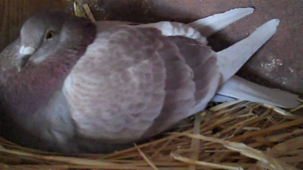 CHECKING OUT  MY IST ROUND 2010 YOUNGBIRDS IN MY MAIN BREEDING LOFT