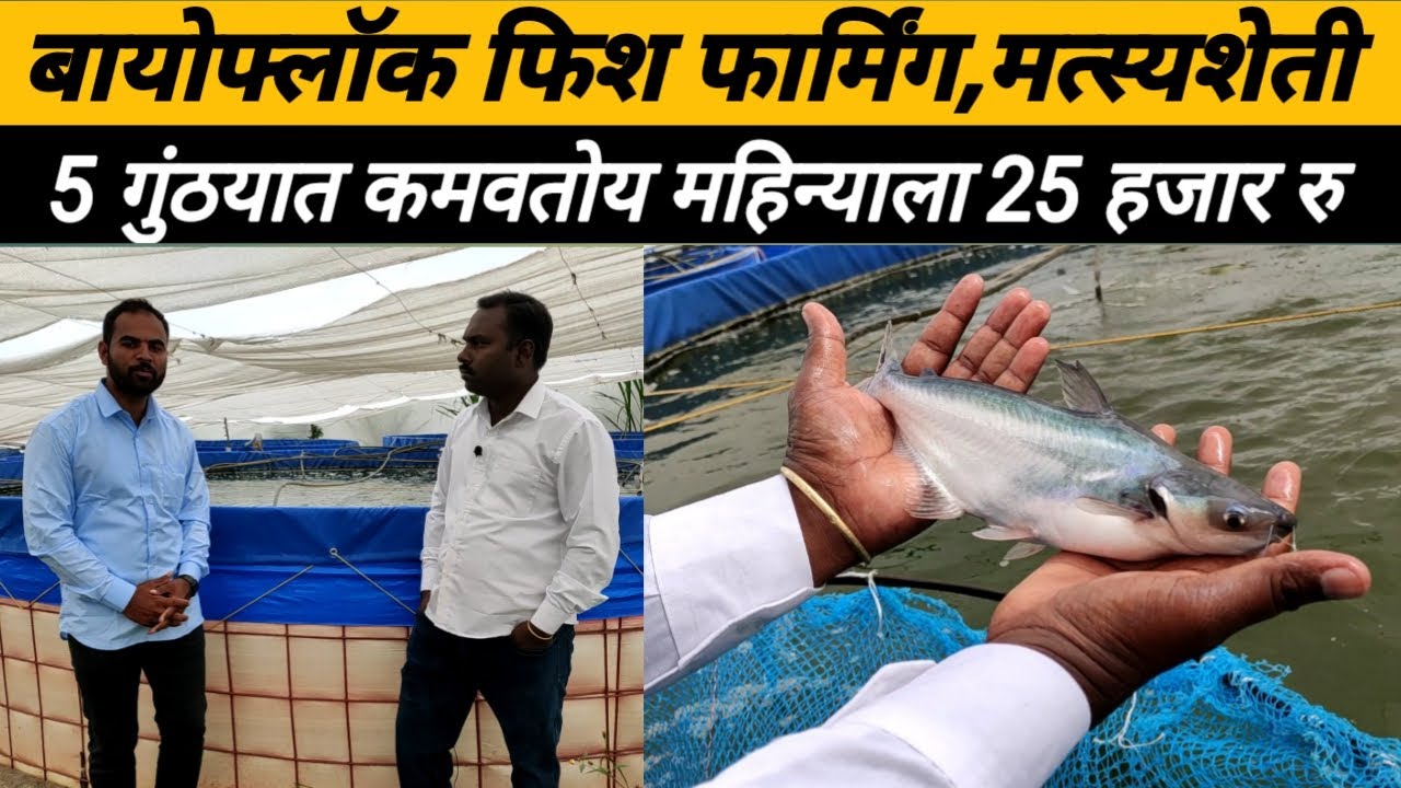 बायोफ्लॉक फिश फार्मिंग,मत्स्यशेती,मत्स्यव्यवसाय, महिन्याला कमवतोय 25 हजार रु: Bioflock fish farming: