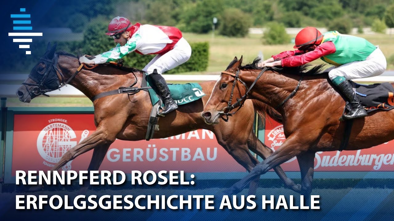 Rennpferd Rosel: Erfolgsgeschichte aus Halle