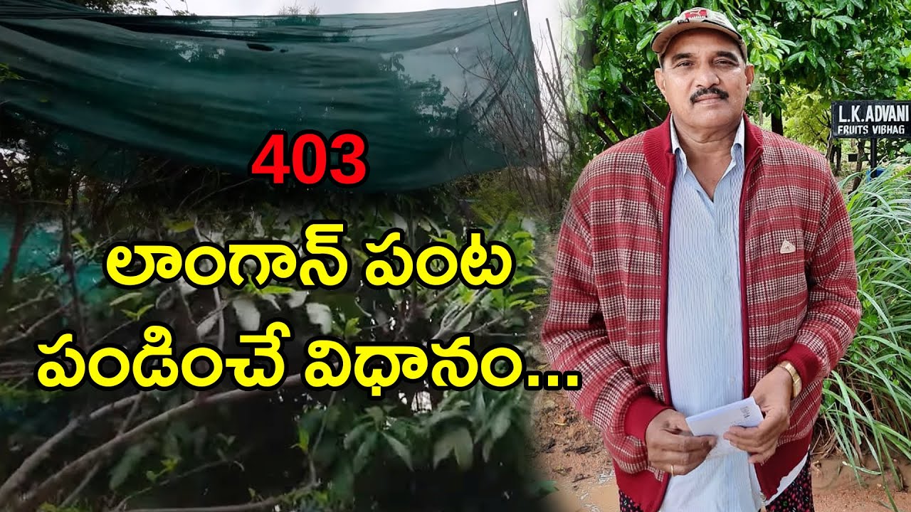 How to grow longan fruit plants in telugu states||hari babu ||natural farming