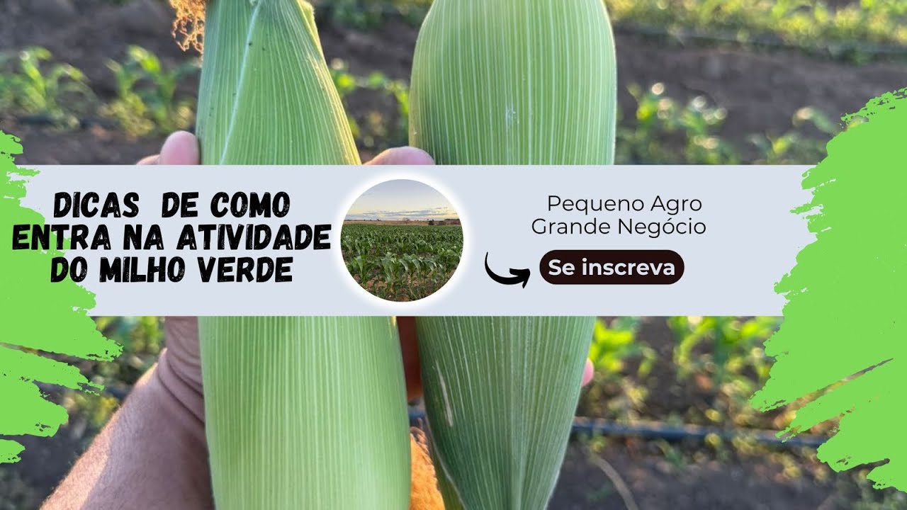 DICAS de COMO entrar na ATIVIDADE do MILHO VERDE.
