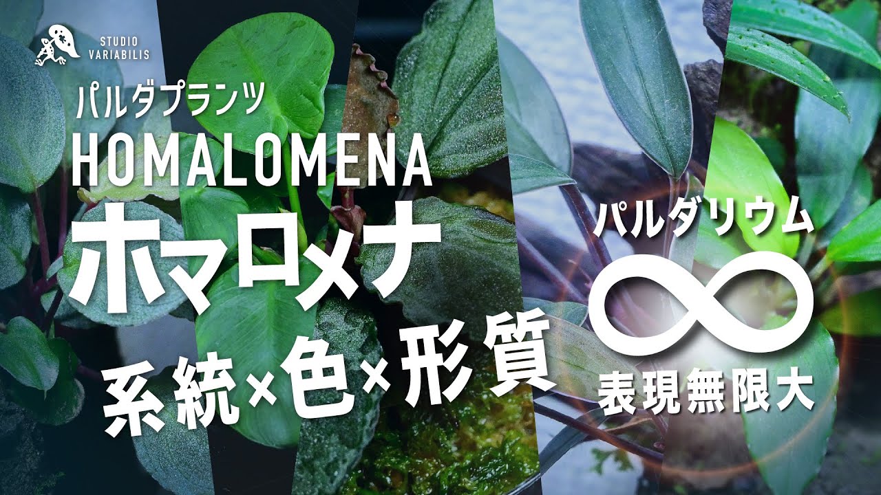 パルダリウムの表現無限大！「ホマロメナの種類」- 系統×色×形質×個体差  目利き【パルダリウム専門】