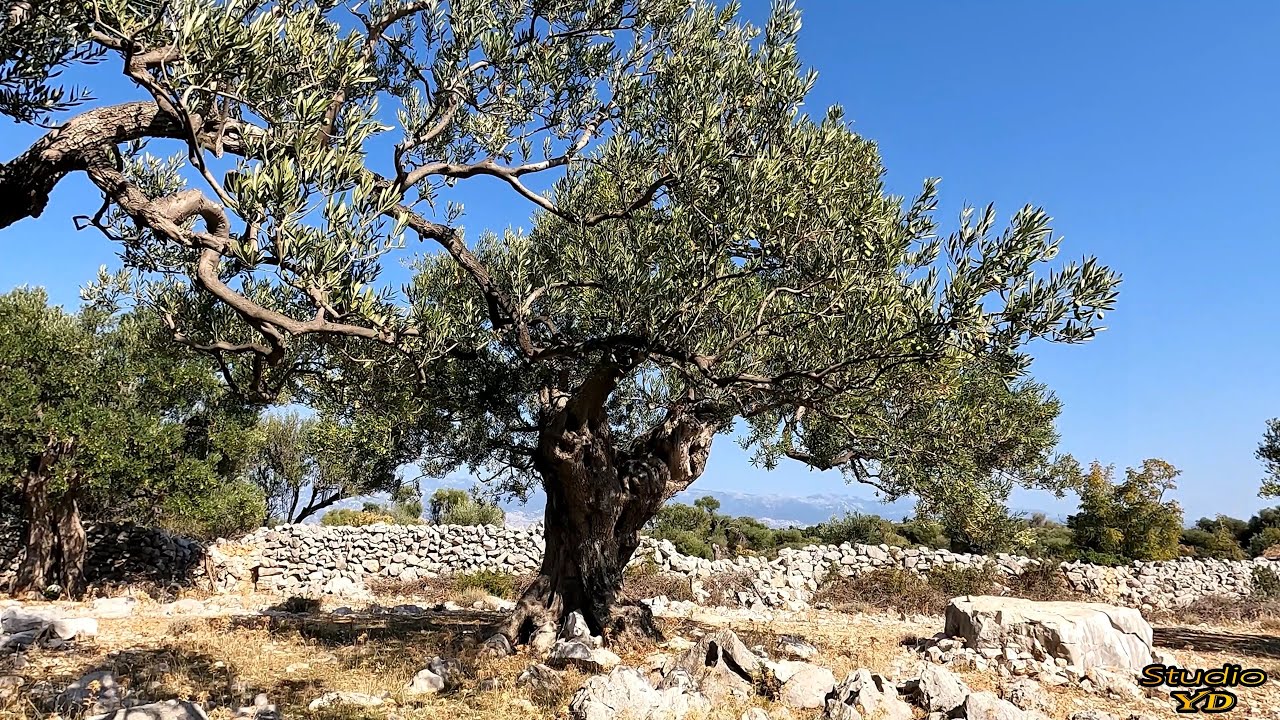 Lunske masline