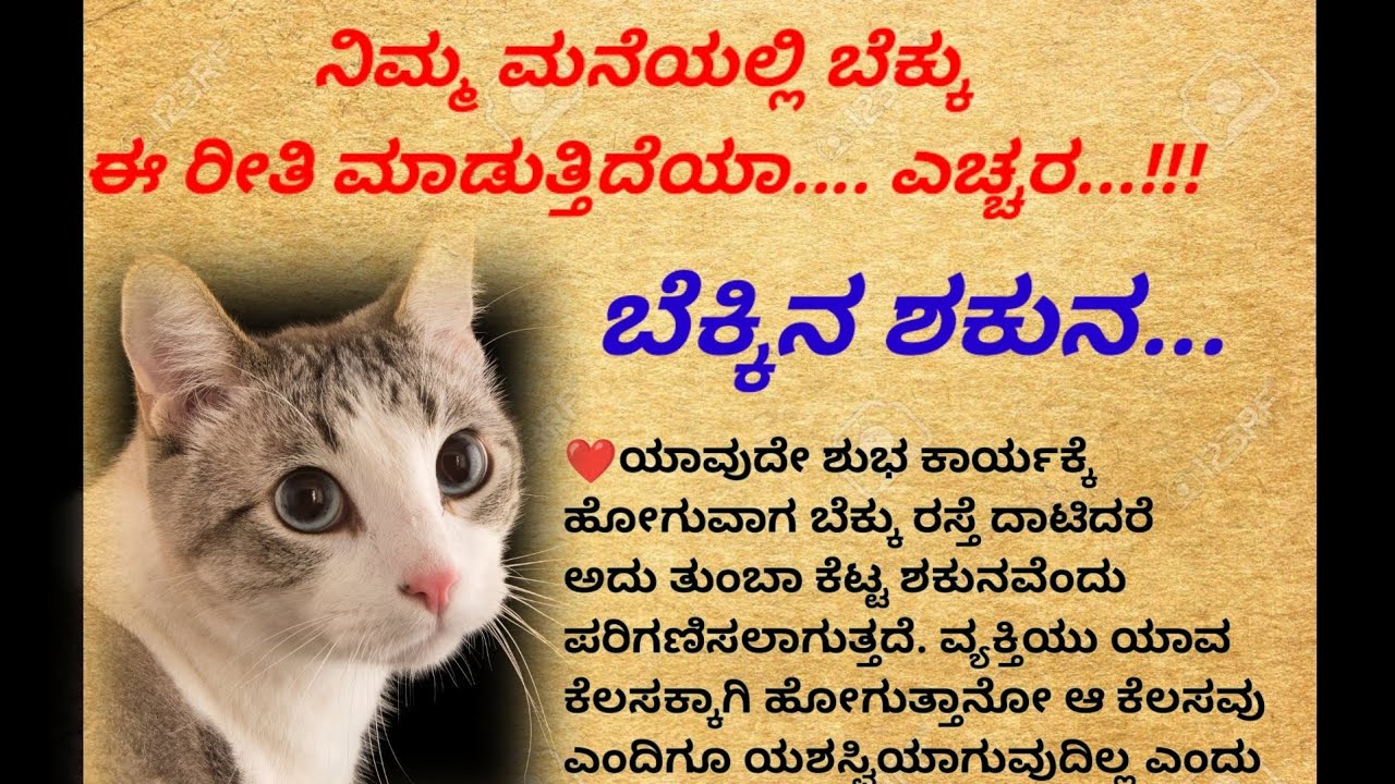 ಬೆಕ್ಕಿನ ಶಕುನ /#usefulinformation /astrology /