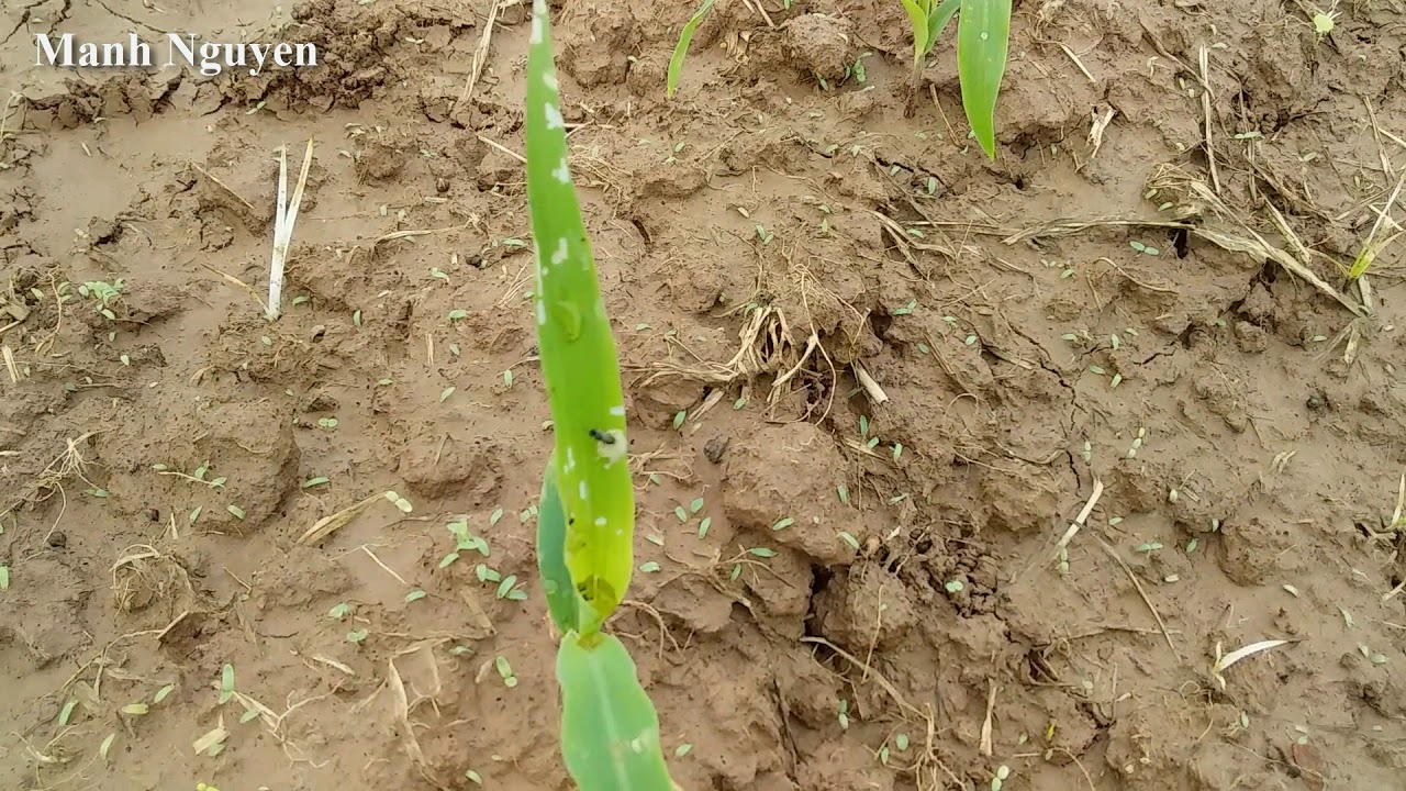 Thi&ecirc;n địch tấn c&ocirc;ng trứng s&acirc;u keo m&ugrave;a thu - Telenomus remus attacks fall armyworm eggs FAW