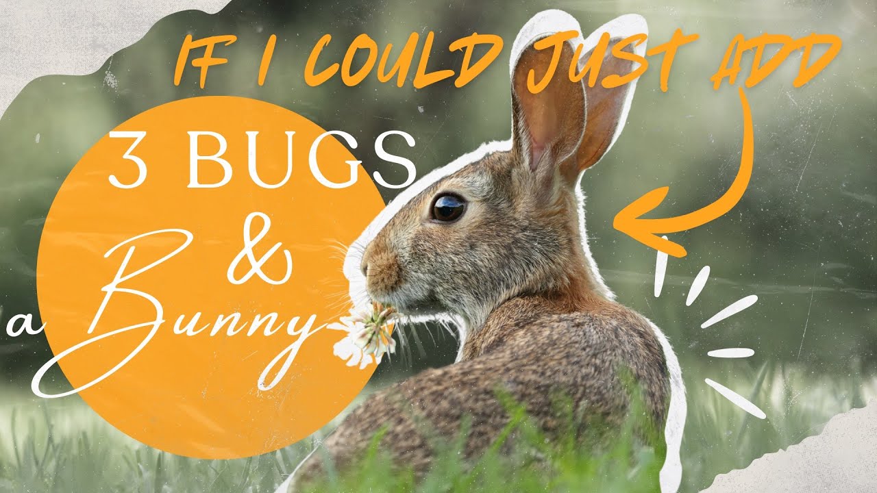 If I Could Just Add // 3 Bugs & a Bunny