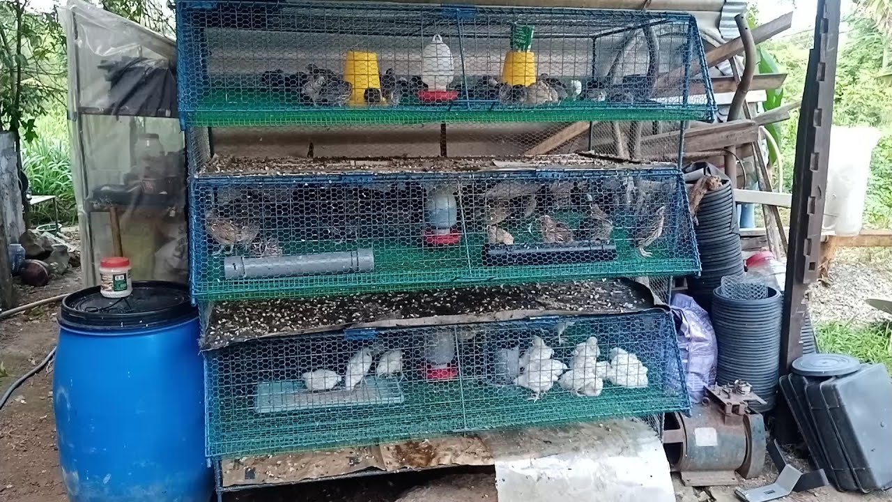 How to make quail cage (egg)