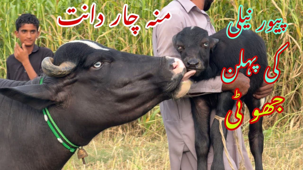 پیور نیلی کی پہلن جھو ٹی چار دانت دودھ 12 لیٹر pure Nilli high milking buffalo for sale in Punjab 