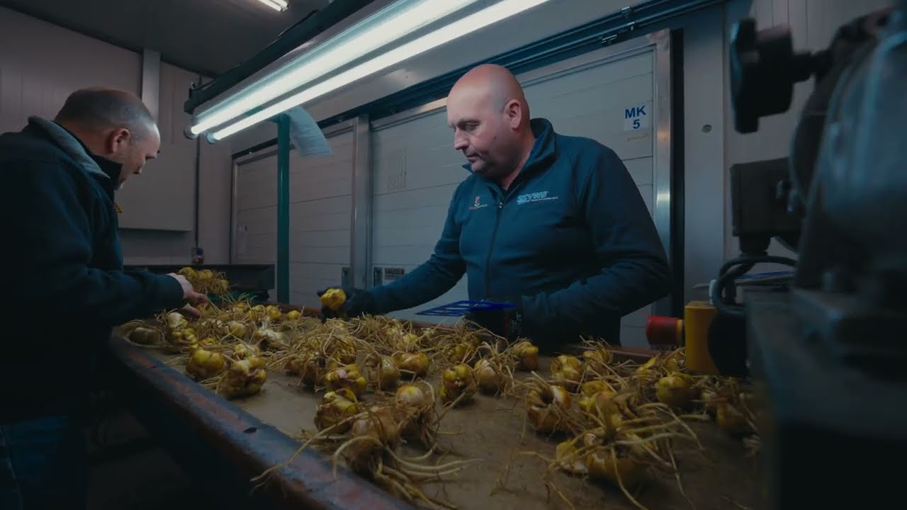 Preparing lily bulbs at VWS Flowerbulbs