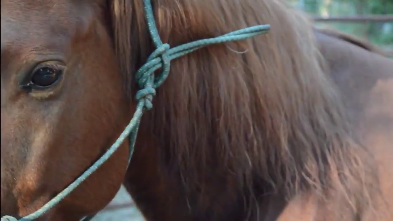 Forever Branded  Music Video