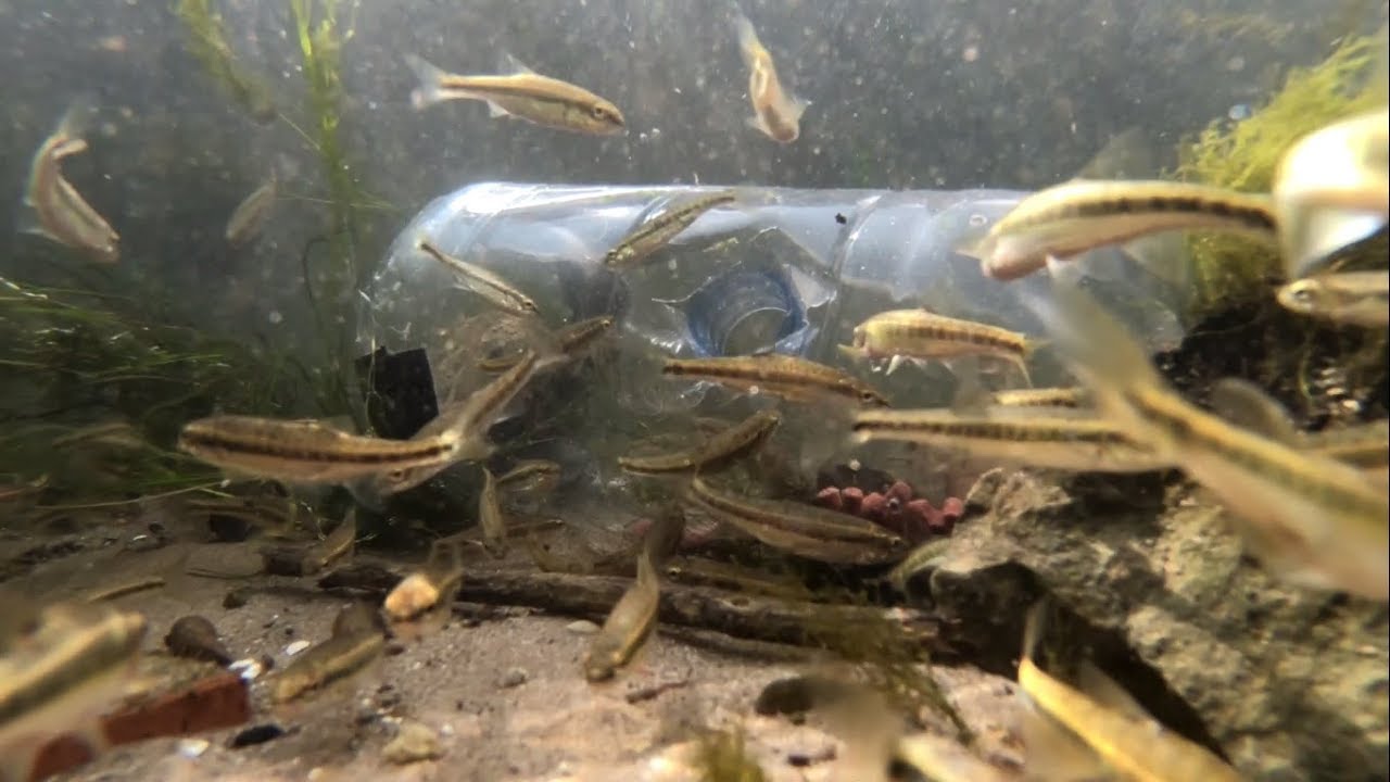 How a Minnow Trap Works! GoPro 6 footage