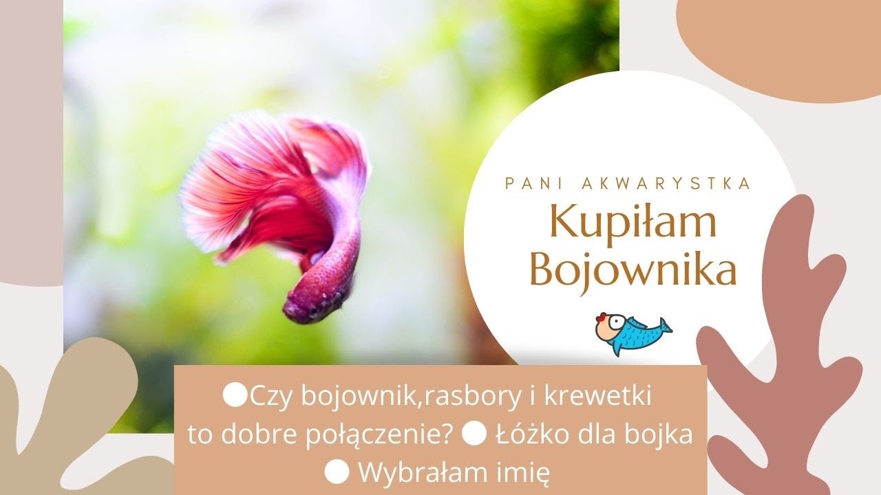 #Bojownik , #Betta , #Kampffisch | Pani Akwarystka