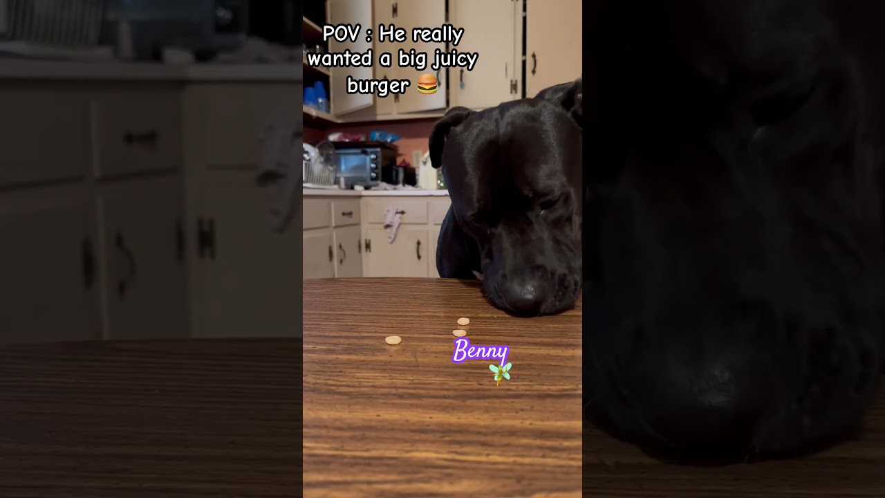Where&rsquo;s da Beef🍔SUB+SHARE+LIKE👈🏻#shorts #viral #dog #trending #funny