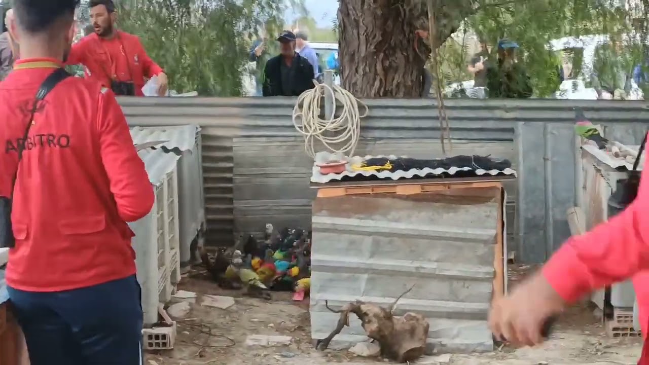 Final del 72°Campeonato Regional de Palomos Deportivos Los Valientes 🕊️💙  Beltrán.Campeon Santiamén