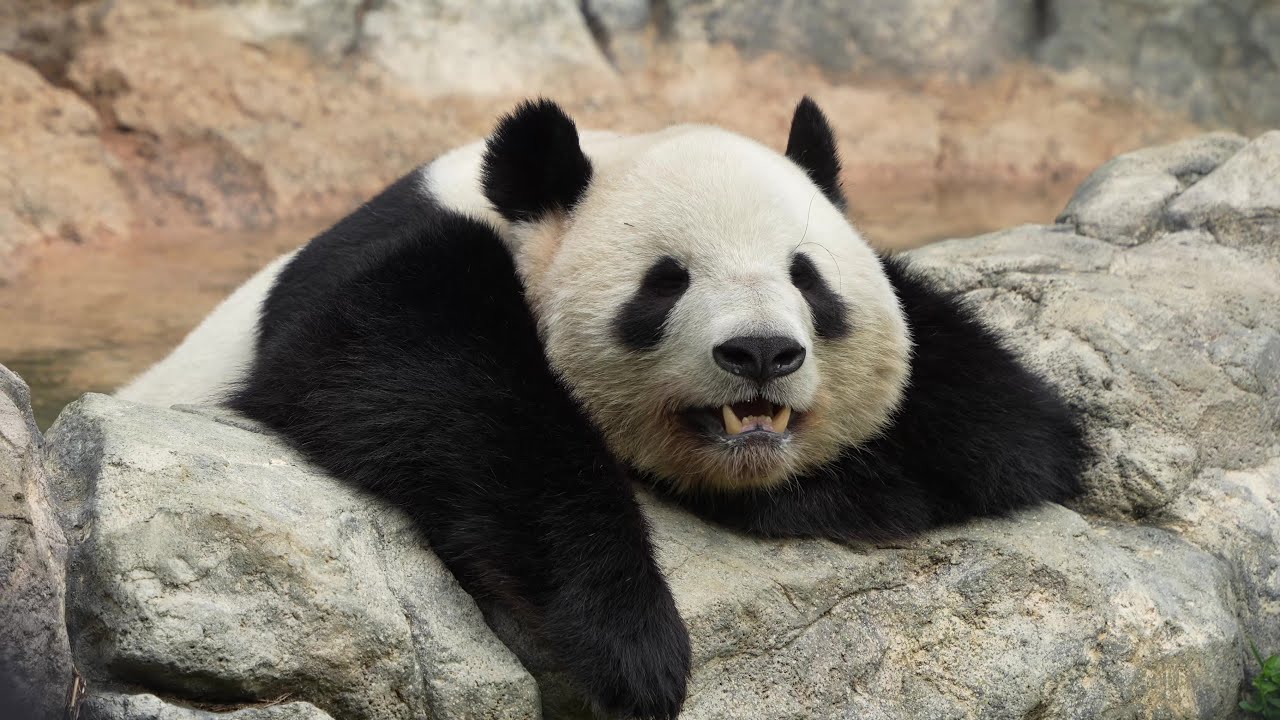 [4K] 気持ちよさそうにお風呂を満喫シャオシャオ♨️🐼😀 / Ueno Pandas / 上野パンダファミリー