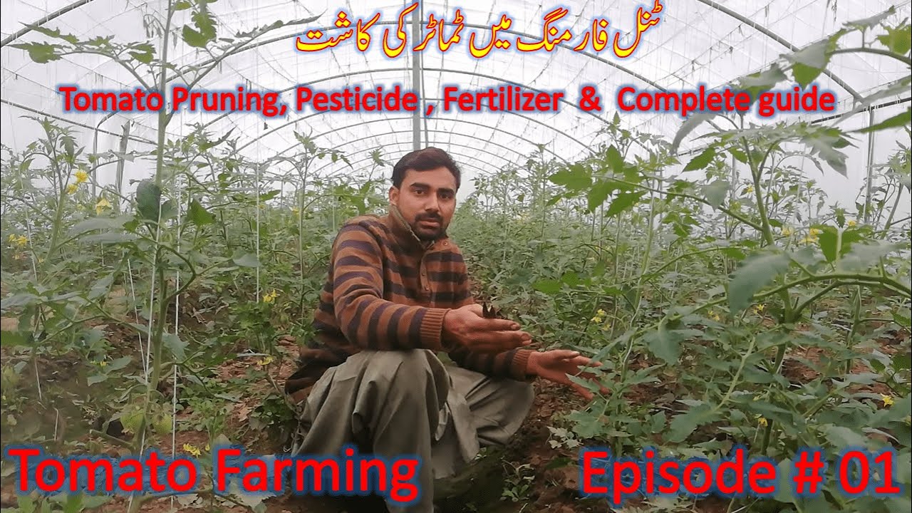 Tomato High Tunnel Farming | How to Grow Tomato | Tomato pesticide Urdu/Hindi | Episode #01