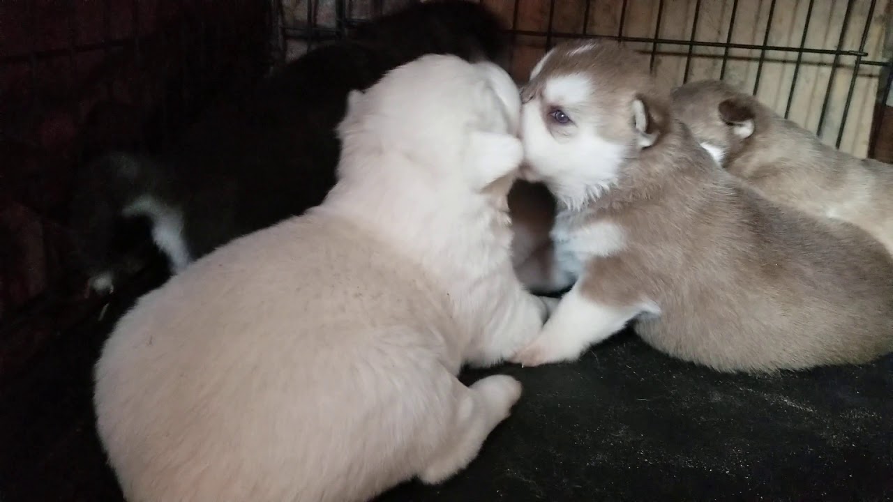 Alaskan Husky puppies exploring 2 weeks old