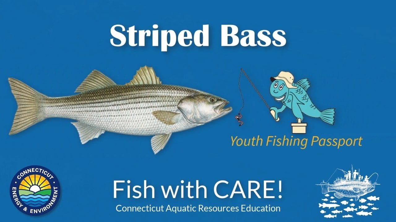 Catching Striped Bass - CT Youth Fishing Passport