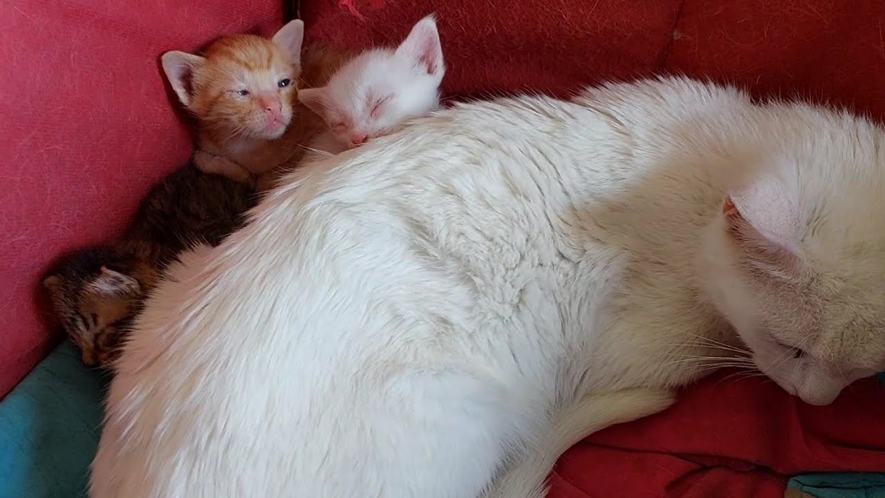 Mama Cat Gets Worried And Calls Orphan Kittens For Milk 🐱🍼
