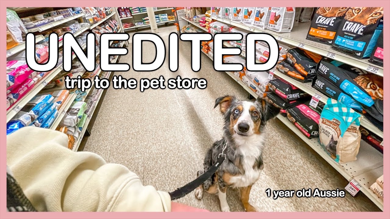 Unedited Trip to the Pet Store | Real Time Training My 1 Year Old Australian Shepherd