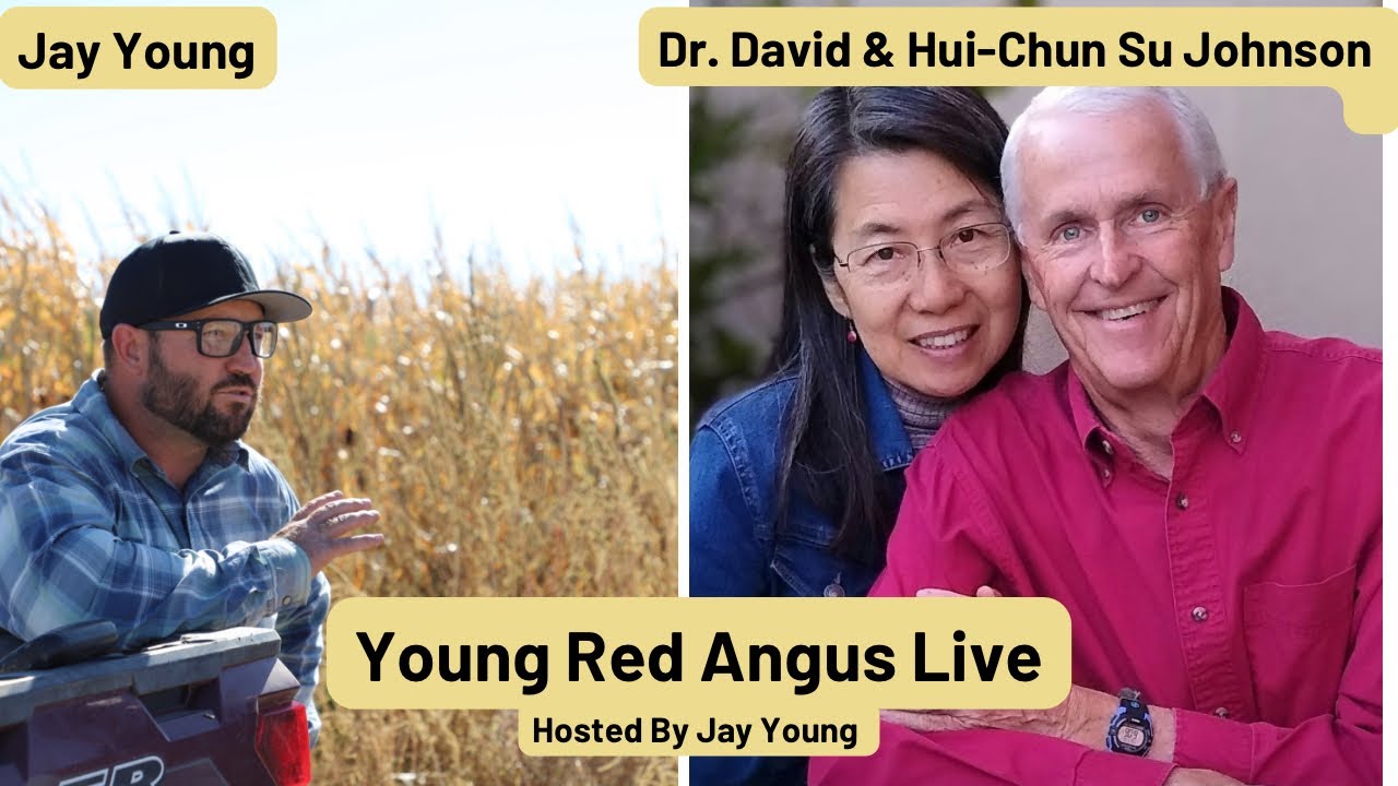 Young Red Angus Live With Dr. David Johnson & Hui-Chun Su Johnson