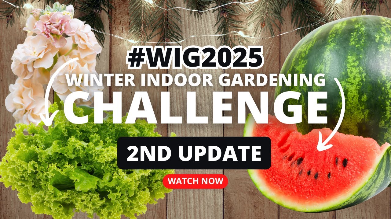 #wig2025 Обновление @mikeschaoticgardening @GtJrGrowsItAlaska |🌱 Саженцы, неудачи и новые начинания