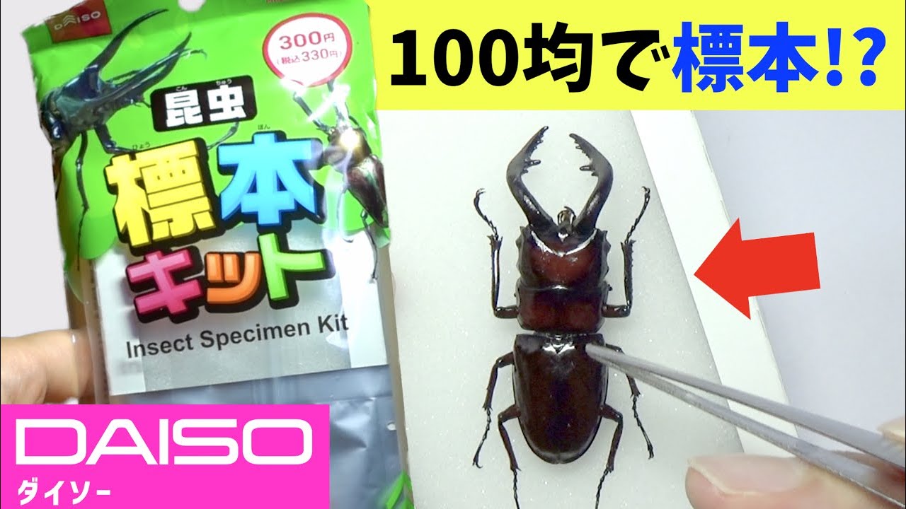 【まさか】100均の標本キットでクワガタ標本作った結果…