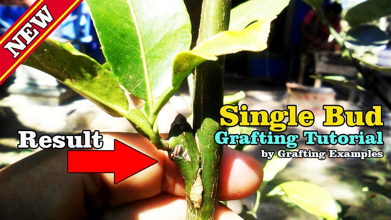 Single Bud Grafting Fruit Tree by Grafting Examples