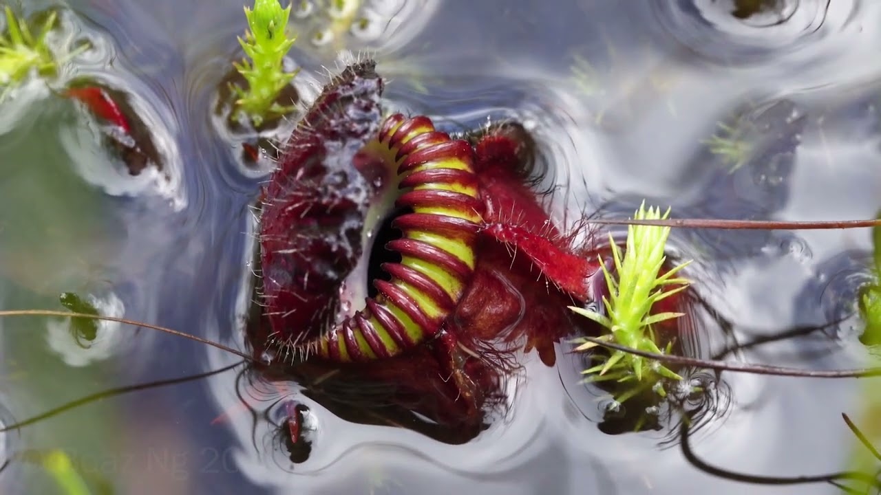 Giant clumps of Cephalotus Pitcher Plants in the wild