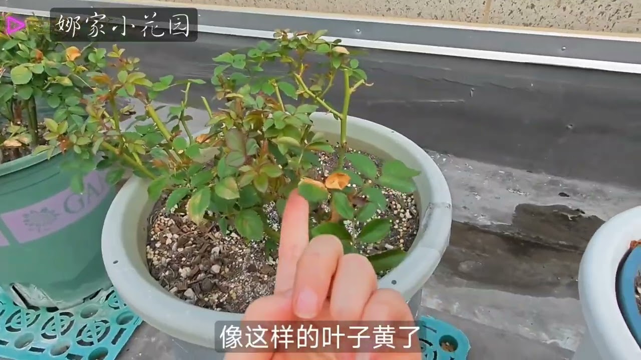分享一个养月季中的翻车案例，再谈谈解救办法Share a failure case in raising roses and talk about rescue methods