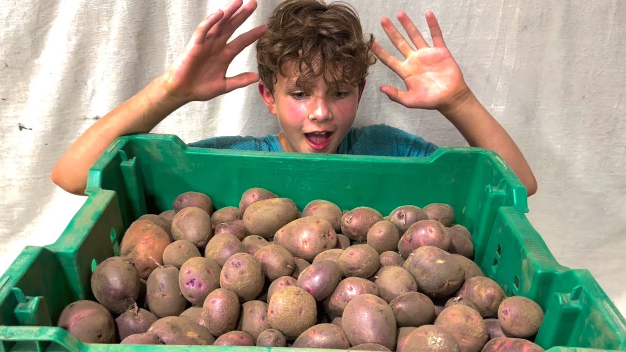 Digging 100ft of Stunning Purple Viking Potatoes