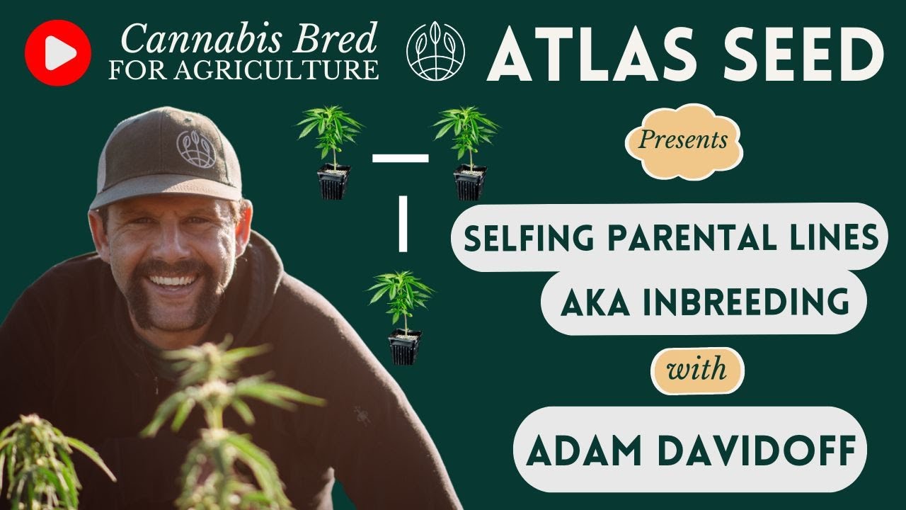 On selfing, inbreeding parental lines, early finishing - Cannabis Breeding Process  August 30th 22'