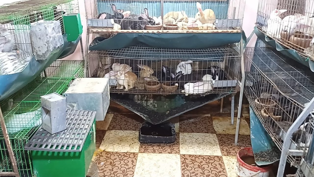 مين لسه مرباش ارانب