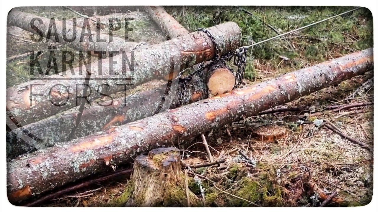 🌲Kalamitätsholz Rücken mit leichten Problemen 🪵