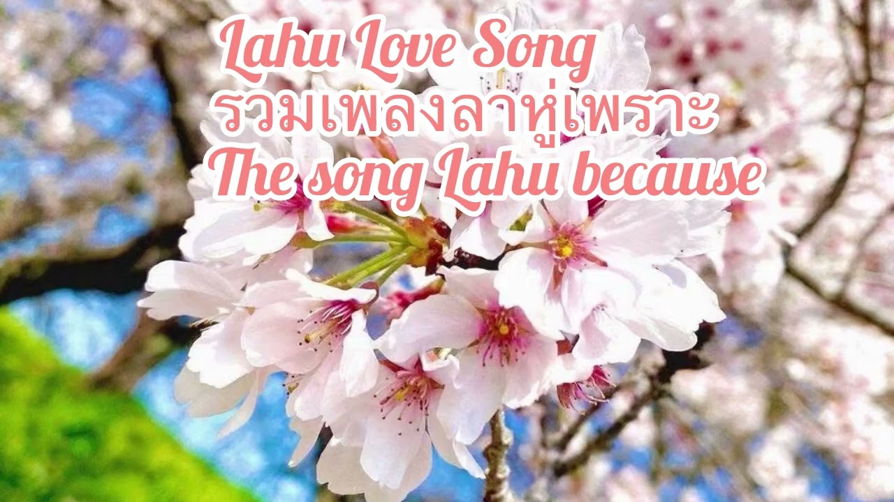 Lahu Love Song | รวมเพลงลาหู่เพราะ