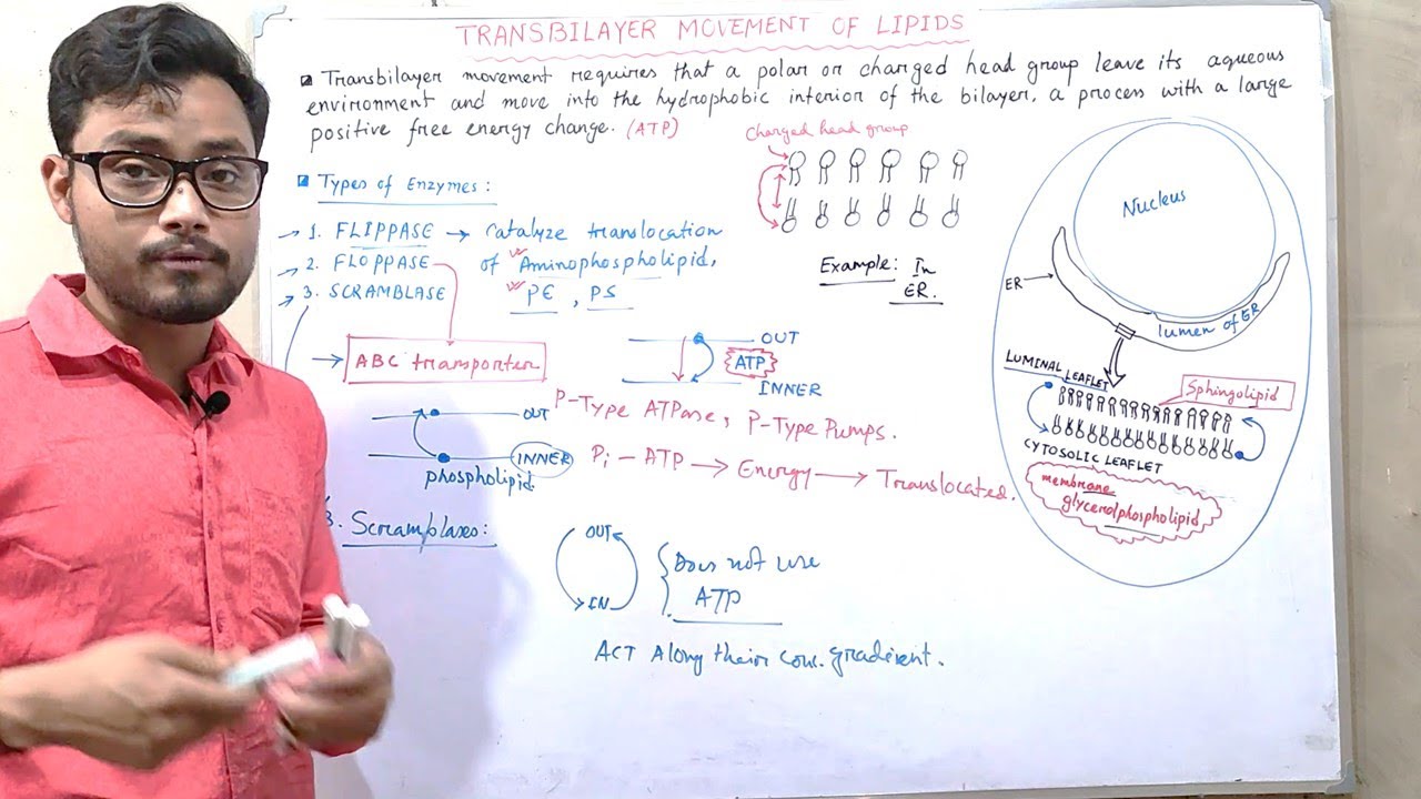 Transbilayer Movement of Lipids | Cell Biology