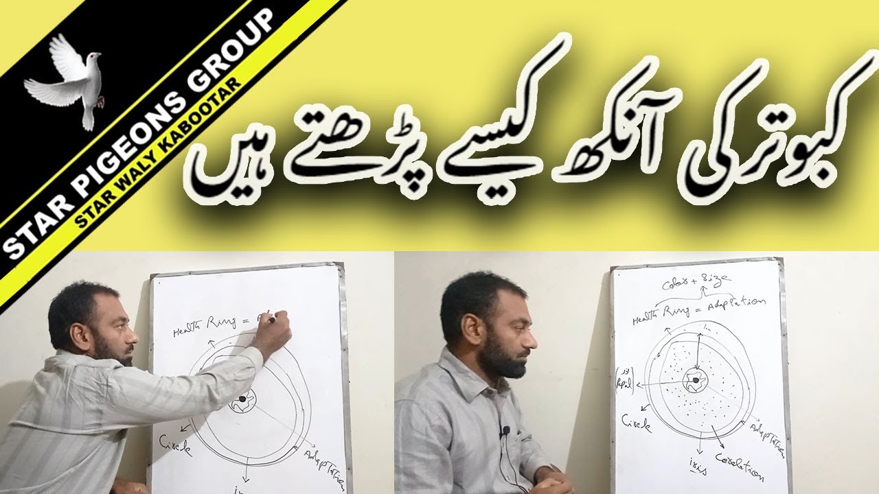 Acche Kabootar Ki Aankh Ki Pehchan | Ankh Kesy Parhty Hen | Star Walay Kabootar | @PigeonsPedia