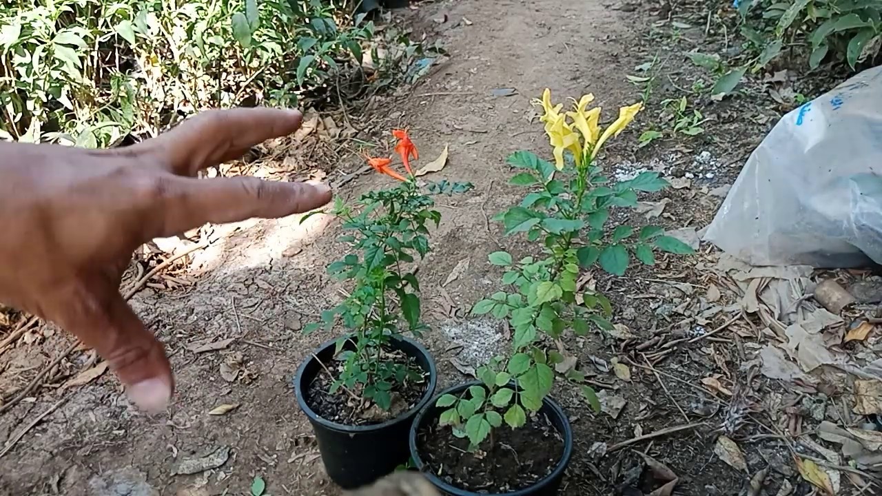 طريقه الاكثار من نبات التيكوماريا الحمرا والصفرا