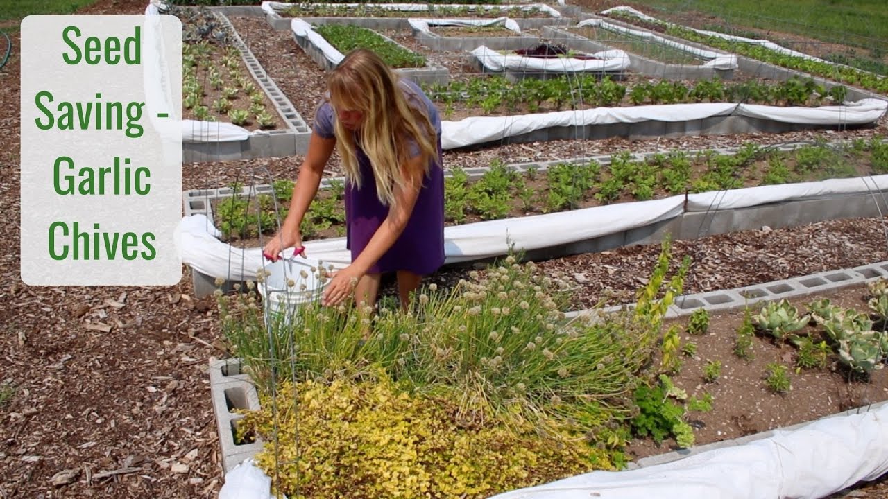 Seed Saving, Garlic Chives, So Easy! - Life in a Tiny House called Fy Nyth