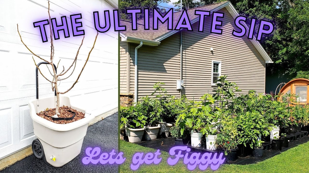 The Ultimate Sub-irrigated Planter On Wheels - DIY SIP